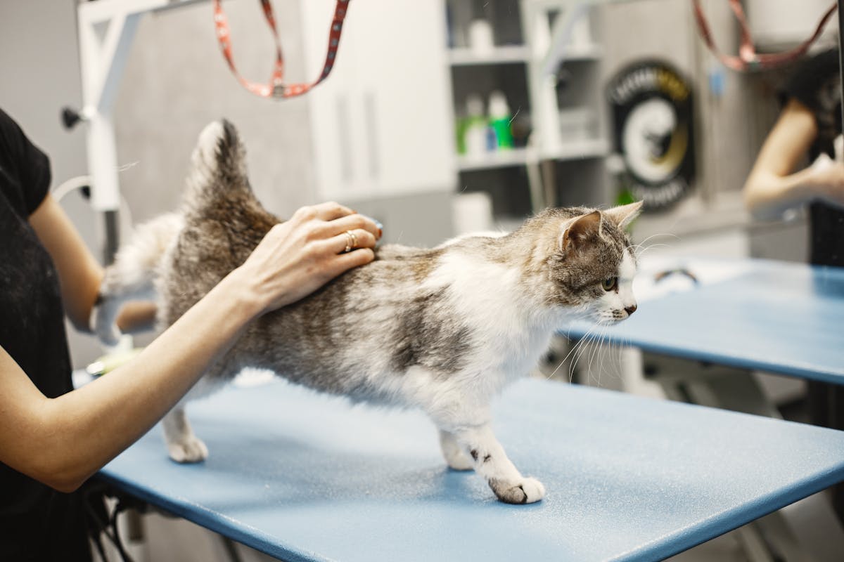 Veterinär undersöker katt vid hälsokontroll