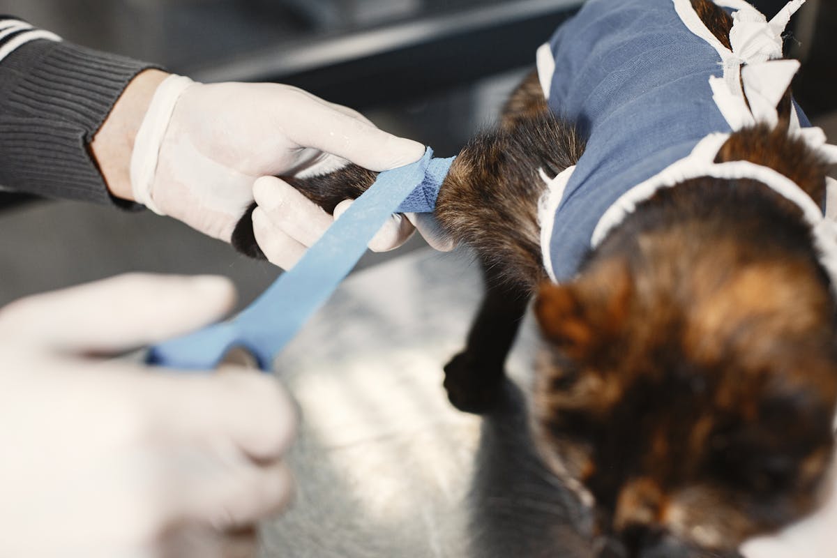 Katt får vaccination